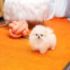 pomeranian dog price