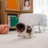 buy pomeranian puppies
