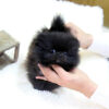 black pomeranian pupppies for sale
