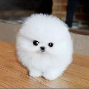 teacup pomeranian for sale dubai