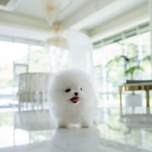 pomeranian للبيع