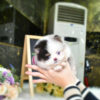 Affordable Teacup Pomeranian Puppies for Sale